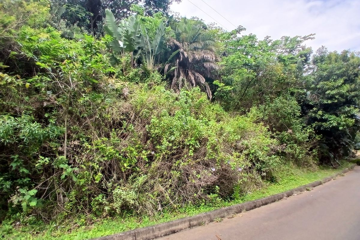 A view of a vacant residential plot featuring dense, overgrown vegetation and direct access to an asphalt road with a concrete curb.