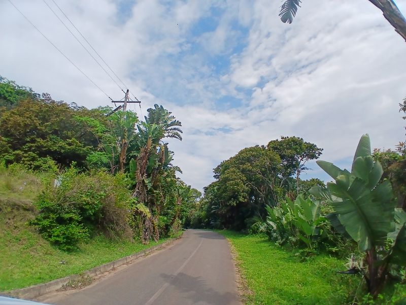 A view of a paved residential street lined with mature trees and lush vegetation, featuring overhead utility infrastructure.