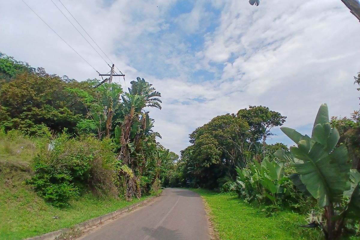 A view of a paved residential street lined with mature trees and lush vegetation, featuring overhead utility infrastructure.
