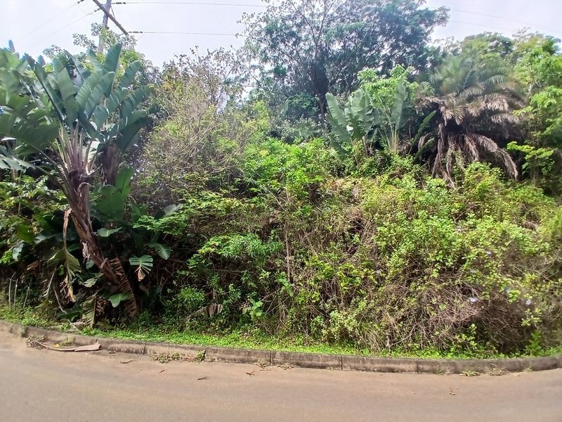 A view of a vacant residential plot featuring dense, overgrown vegetation and mature trees, bordered by an asphalt road and concrete curb.