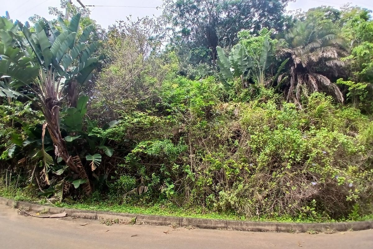 A view of a vacant residential plot featuring dense, overgrown vegetation and mature trees, bordered by an asphalt road and concrete curb.