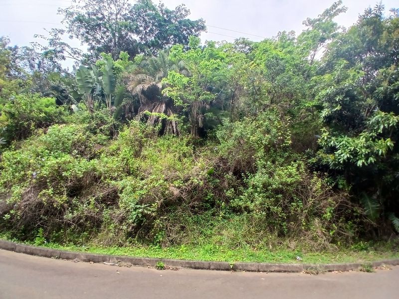A view of a vacant residential plot featuring dense natural vegetation and trees, bordered by an asphalt road and concrete curbing.