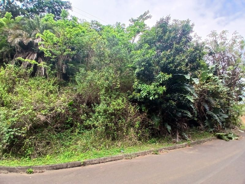 A view of a vacant residential plot featuring dense natural vegetation and mature trees, bordered by an asphalt road and concrete curbing.