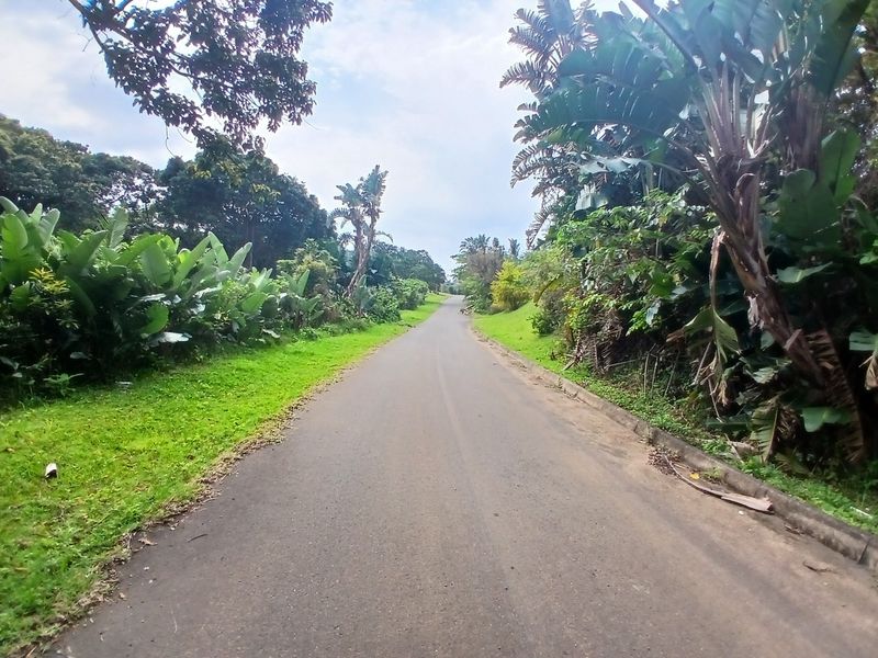 A view of a paved residential street lined with mature trees and lush greenery, providing access to the property.