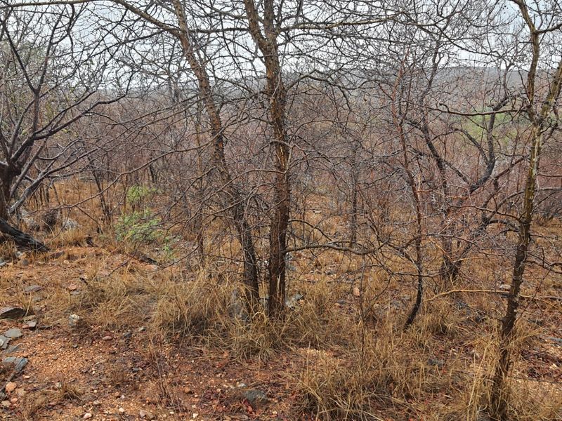 A view of the natural, undeveloped residential land featuring native trees and rocky ground cover.