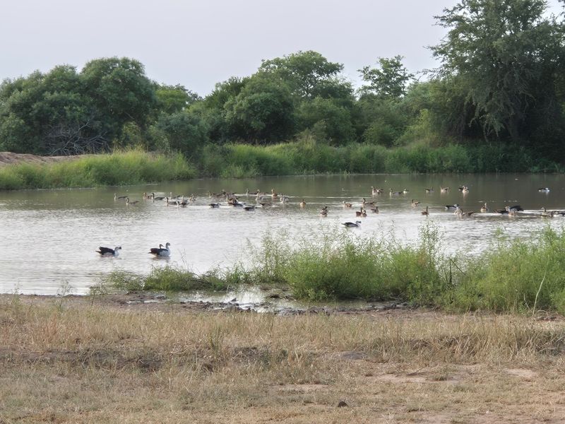 A scenic view of a natural pond on the property, featuring surrounding indigenous trees and local birdlife.
