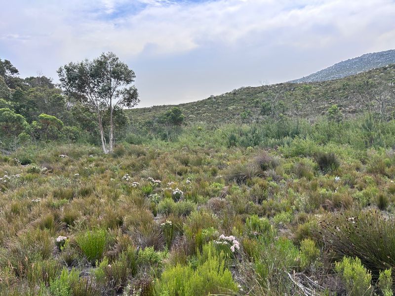 A scenic view of the natural landscape featuring indigenous vegetation and a mountain slope on the small holding property.