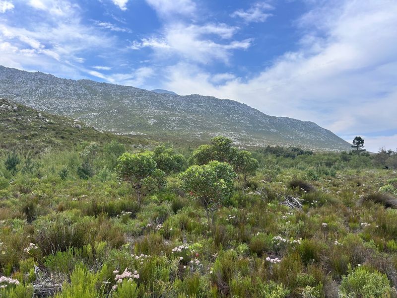 A scenic view of the natural landscape featuring indigenous vegetation and a mountain backdrop on the small holding property.