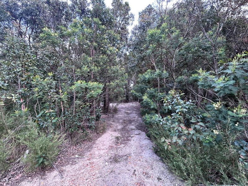 A natural, wooded garden area featuring dense native vegetation and a cleared dirt pathway winding through the trees.