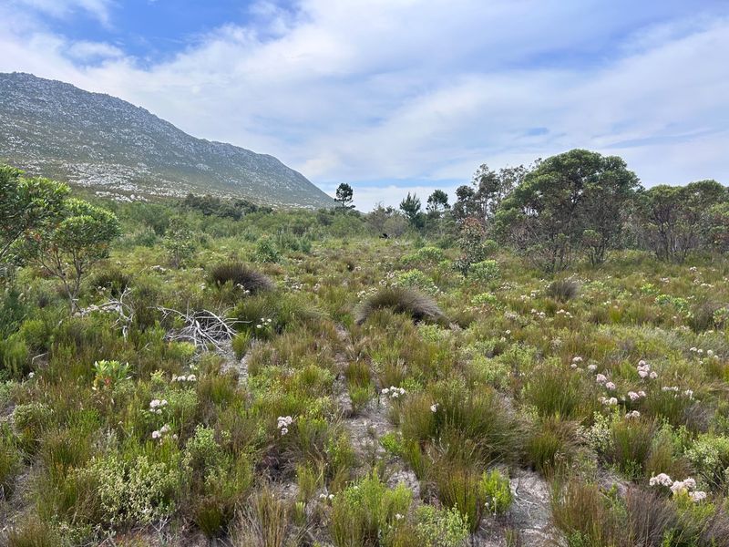 A scenic view of the natural landscape featuring indigenous fynbos vegetation and a prominent mountain backdrop on the small holding.