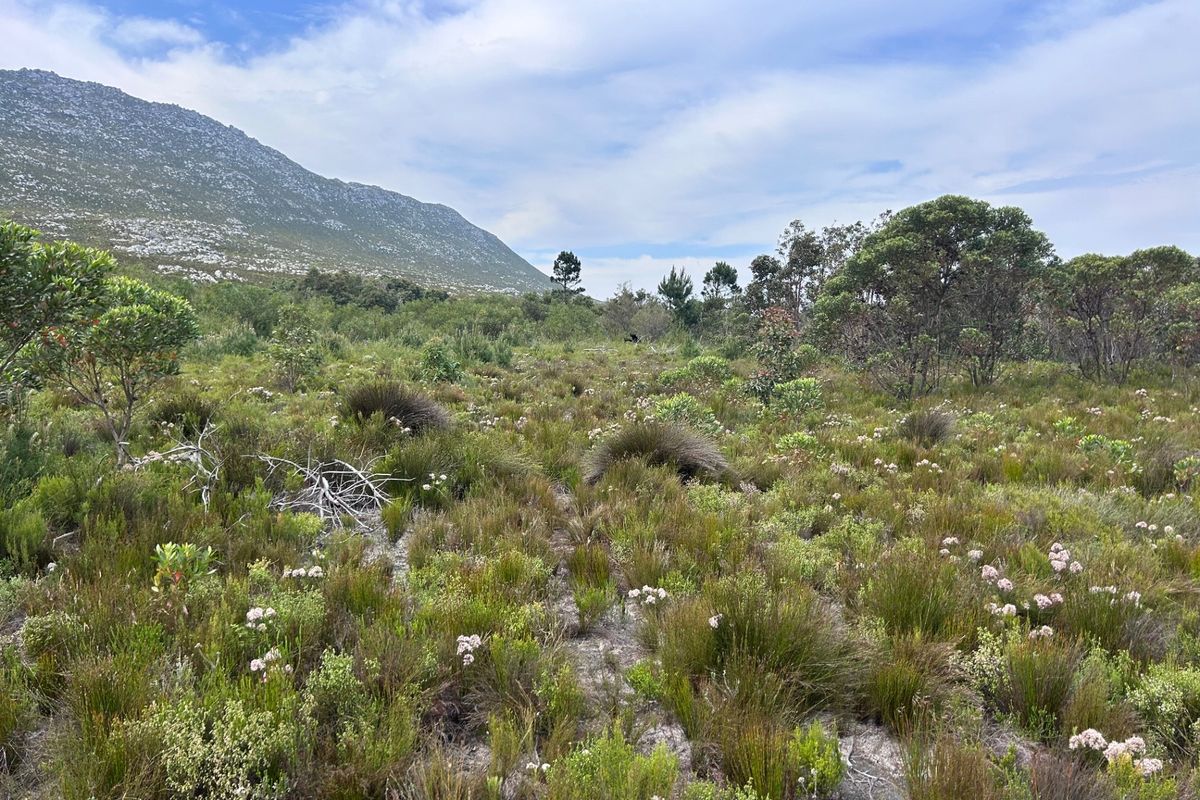 A scenic view of the natural landscape featuring indigenous fynbos vegetation and a prominent mountain backdrop on the small holding.