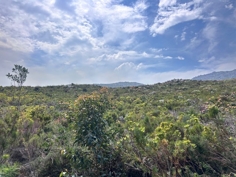 A scenic view of the natural landscape featuring indigenous fynbos vegetation and rolling hills under a bright, cloudy sky.