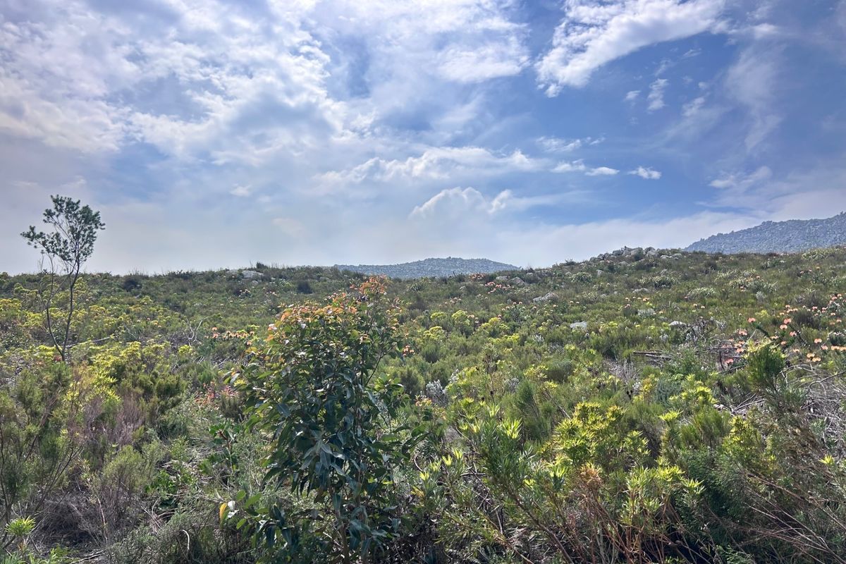 A scenic view of the natural landscape featuring indigenous fynbos vegetation and rolling hills under a bright, cloudy sky.