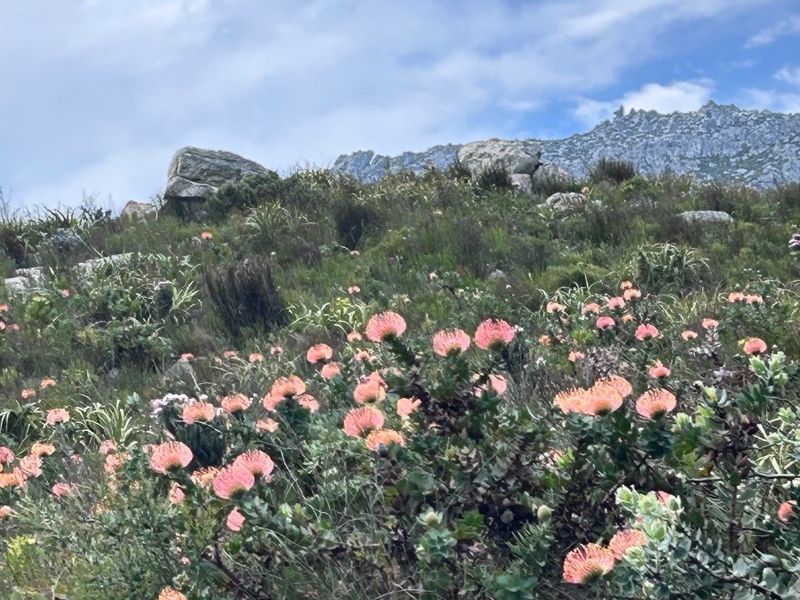A scenic view of a natural mountain landscape featuring indigenous fynbos vegetation and rocky outcrops under a partly cloudy sky.