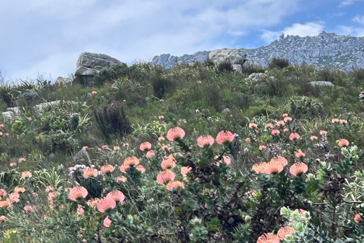 A scenic view of a natural mountain landscape featuring indigenous fynbos vegetation and rocky outcrops under a partly cloudy sky.