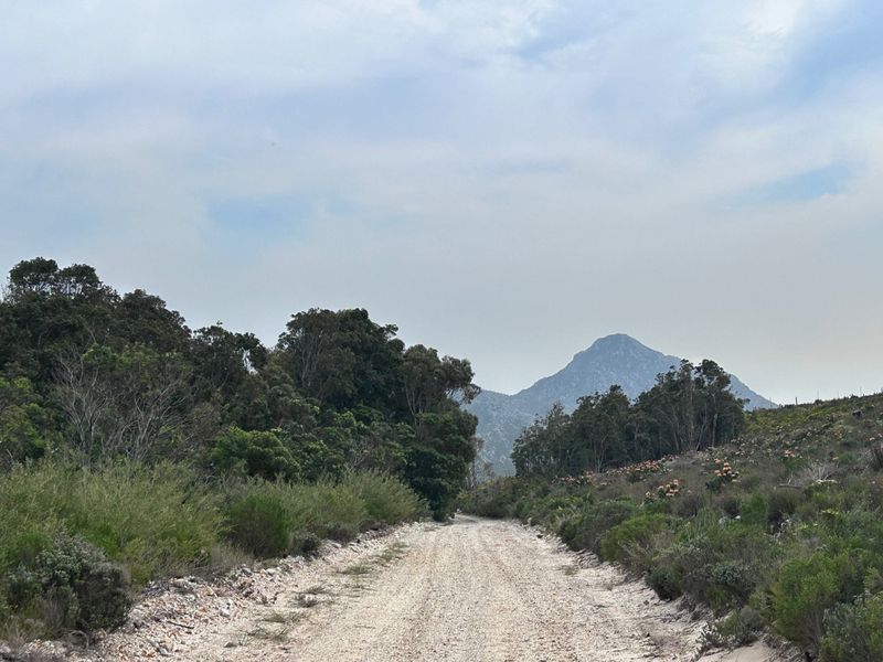 A scenic view of a gravel access road winding through natural indigenous vegetation towards a prominent mountain peak.