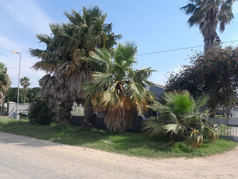 Street view of the property boundary featuring a perimeter wall, metal gate, and mature palm trees along an unpaved road.