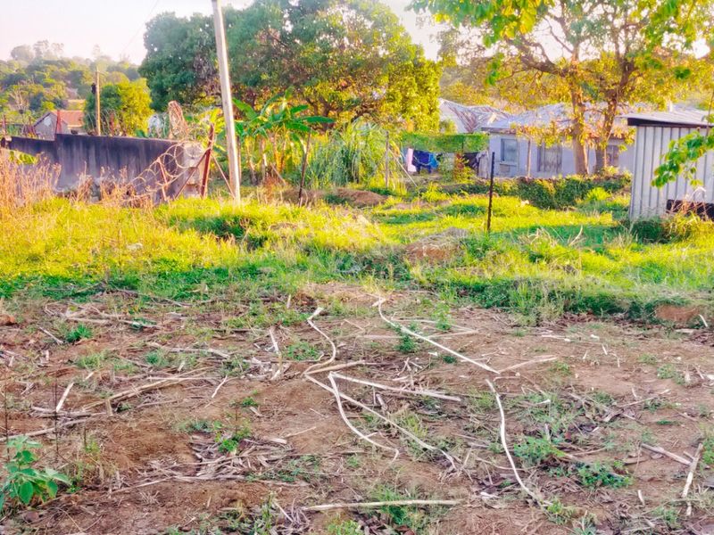A view of a residential plot featuring a small utility shed, perimeter wall, and mature trees within an overgrown garden area.
