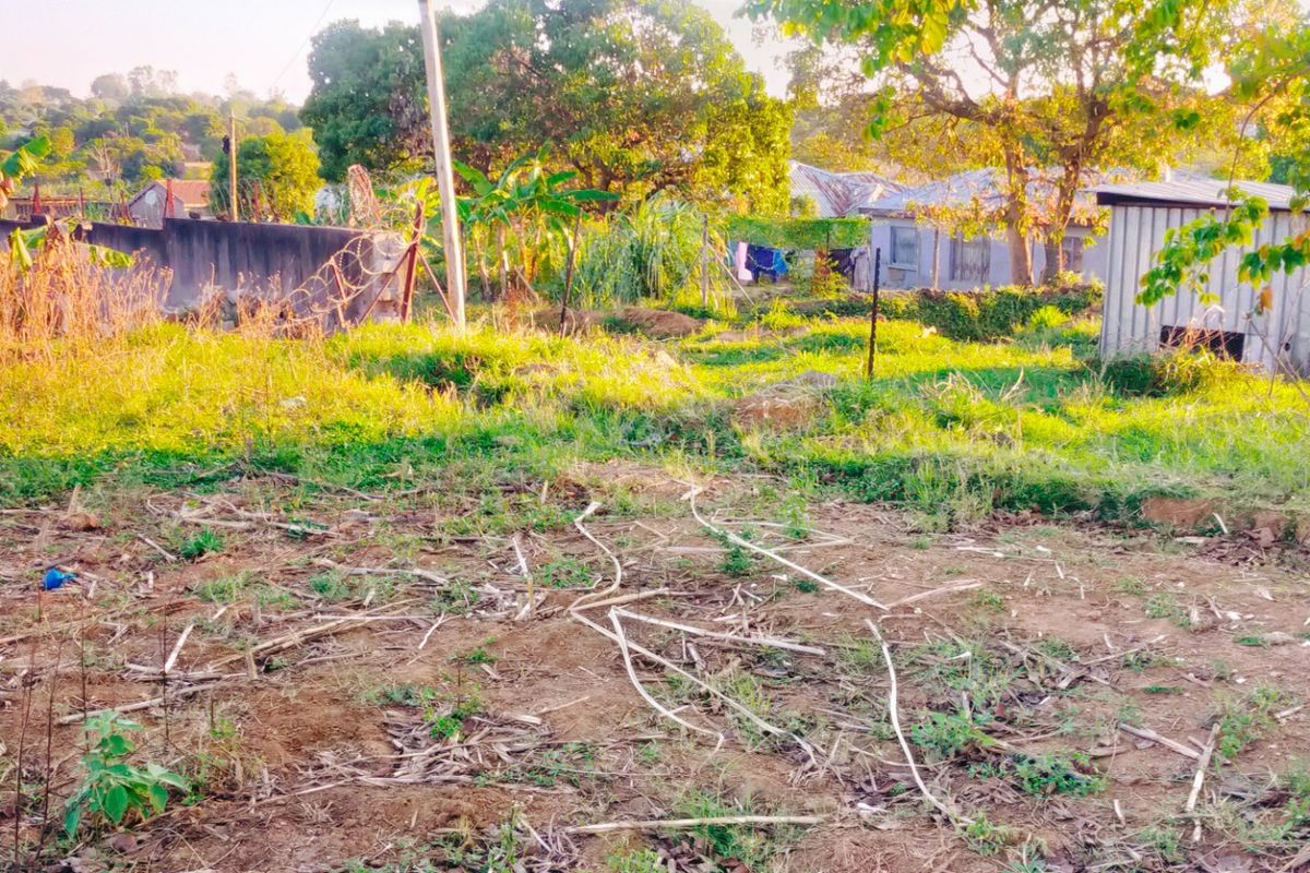 A view of a residential plot featuring a small utility shed, perimeter wall, and mature trees within an overgrown garden area.