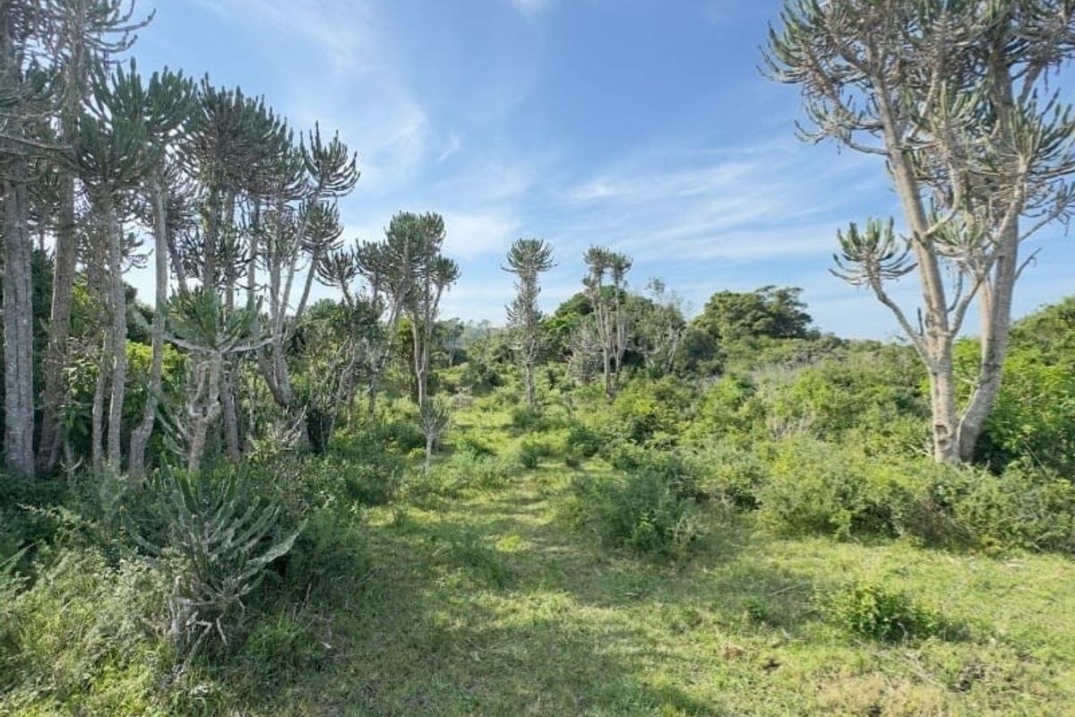 A view of a vacant residential plot featuring natural indigenous trees and established vegetation, offering a peaceful and private setting.