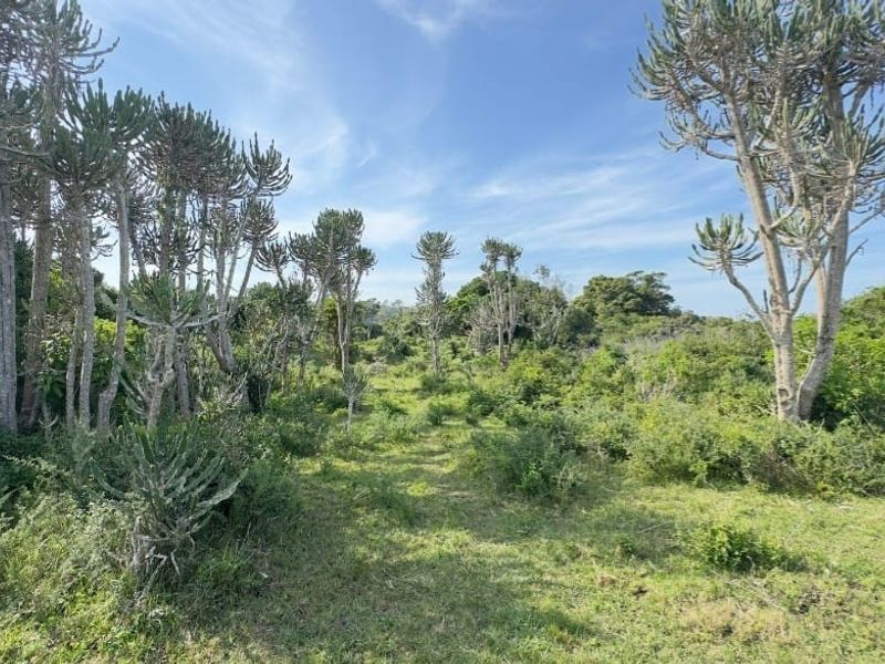 A view of a vacant residential plot featuring natural indigenous trees and established vegetation, offering a peaceful and private setting.