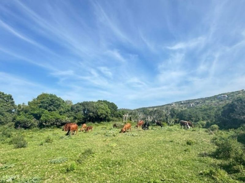 A view of a grassy, open plot of land featuring natural vegetation and mature trees under a clear blue sky.