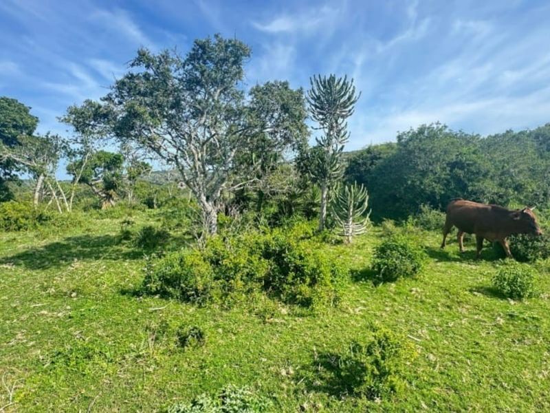A view of the vacant residential land featuring natural indigenous vegetation and mature trees on a sunny day.