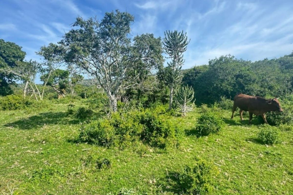 A view of the vacant residential land featuring natural indigenous vegetation and mature trees on a sunny day.