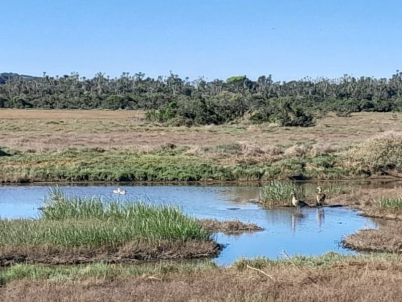 A scenic view of a natural wetland area featuring a small water body and surrounding native vegetation.
