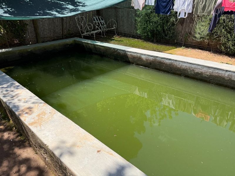A rectangular concrete pool area featuring reed fencing, currently requiring significant maintenance and water treatment due to algae growth.