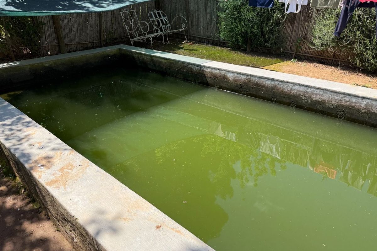 A rectangular concrete pool area featuring reed fencing, currently requiring significant maintenance and water treatment due to algae growth.