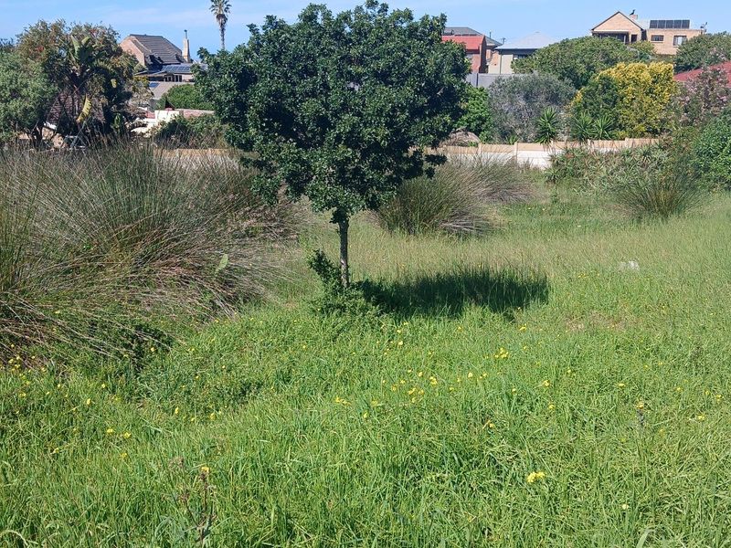 A view of a vacant residential plot featuring natural grass, a mature tree, and surrounding boundary walls in a established neighborhood.
