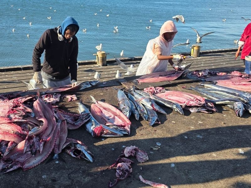 An outdoor scene showing individuals processing fish on a concrete pier near the water.