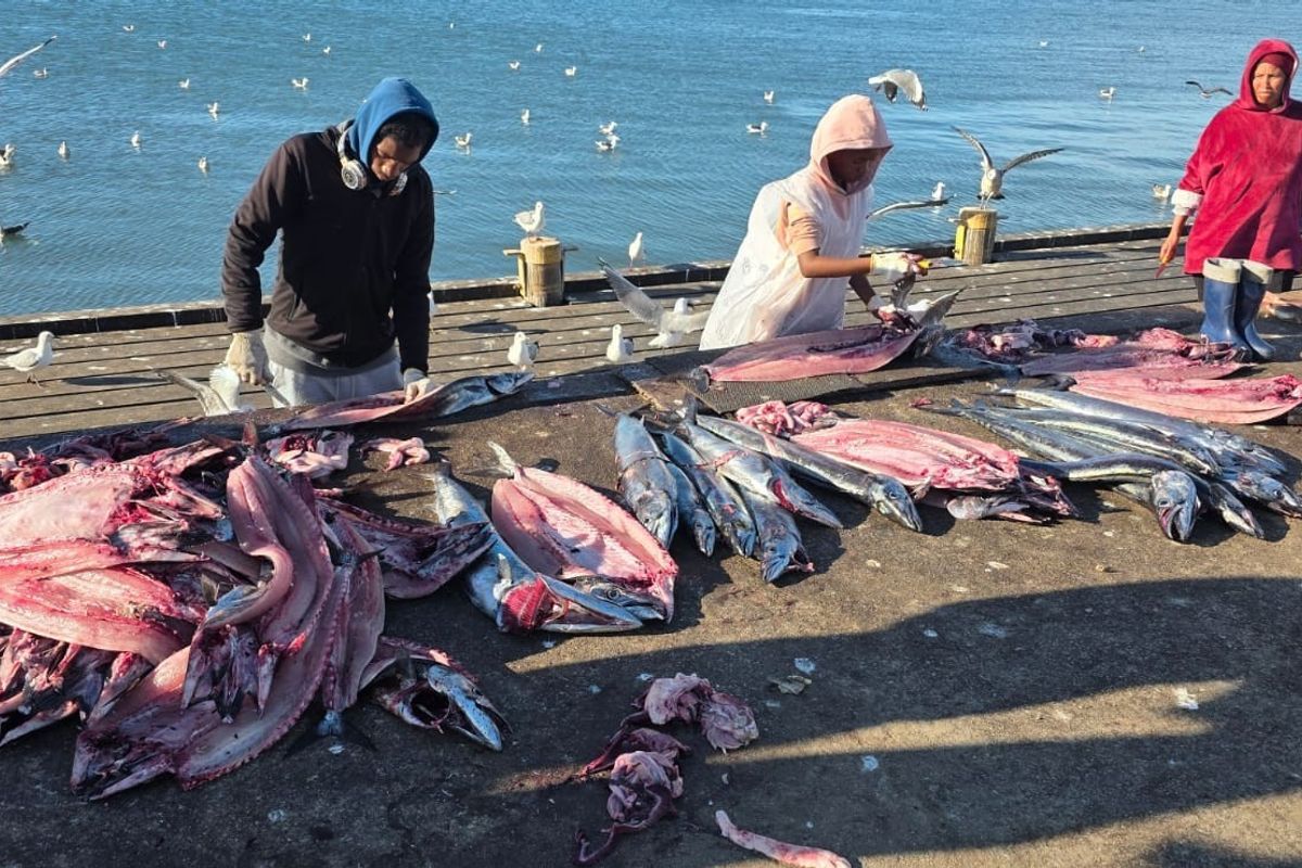 An outdoor scene showing individuals processing fish on a concrete pier near the water.