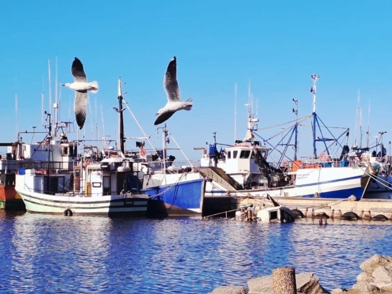 A view of fishing vessels docked at a harbor, showcasing the local maritime environment and coastal setting.