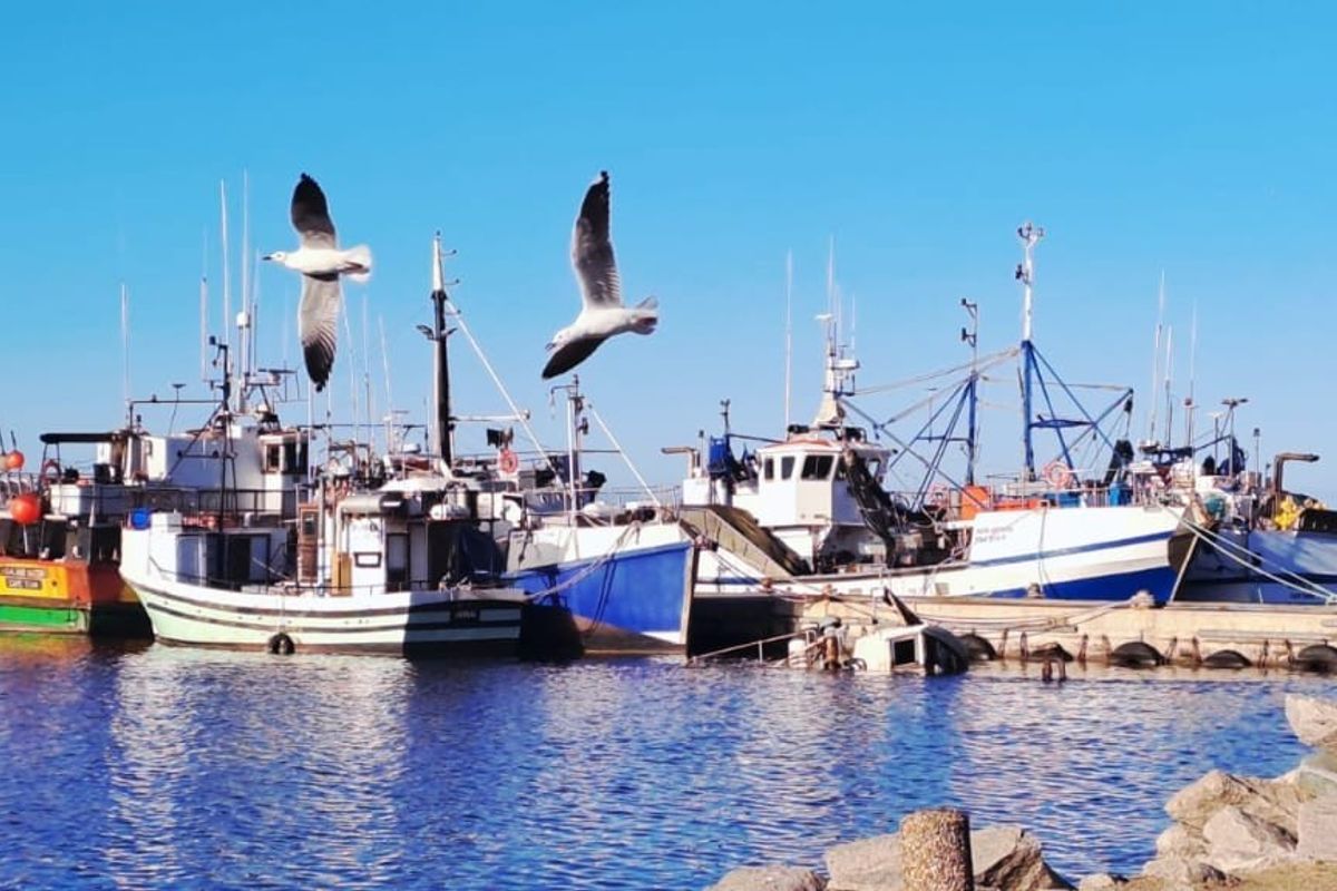 A view of fishing vessels docked at a harbor, showcasing the local maritime environment and coastal setting.