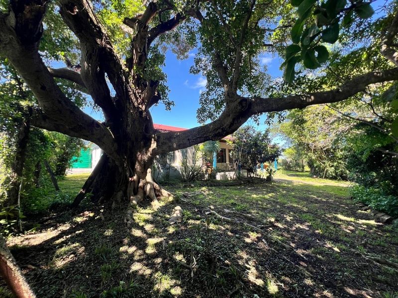 A spacious garden area featuring a large, mature tree providing shade over the lawn, with a partial view of the property's exterior structure.