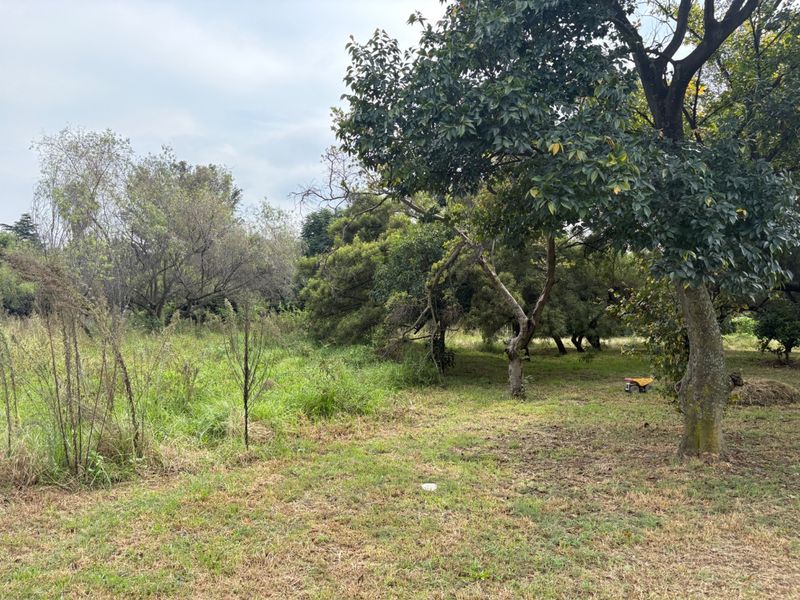 A view of the expansive garden area featuring mature trees and natural grassland on the small holding property.