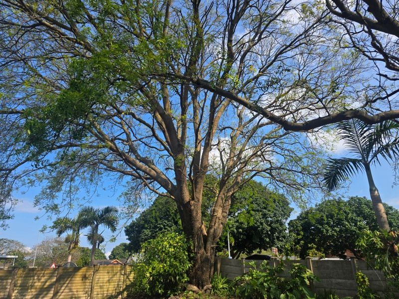 A spacious garden area featuring mature trees and a secure precast concrete boundary wall.