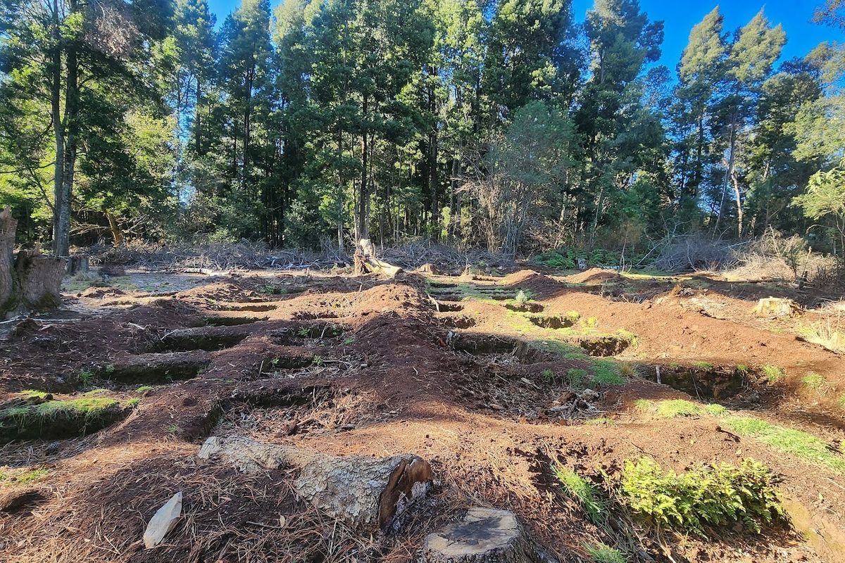 A view of a cleared residential plot featuring excavated ground and mature trees, ready for development.