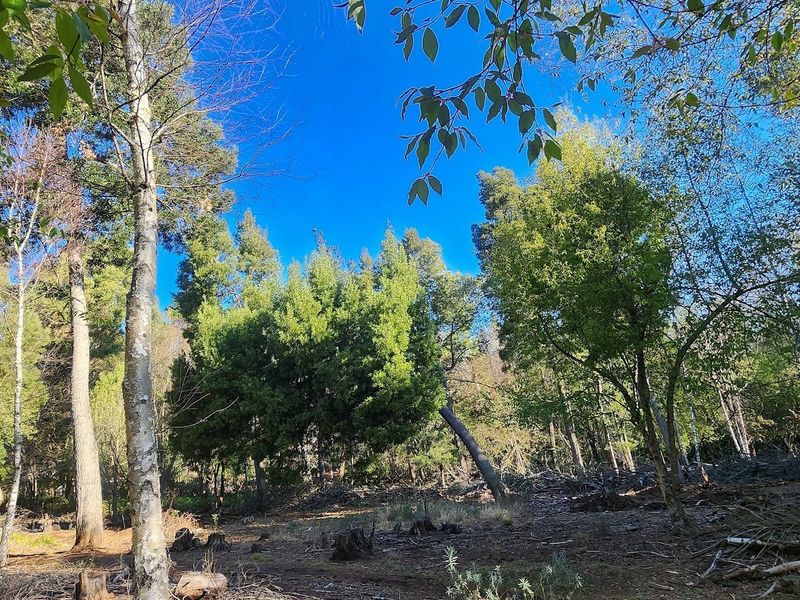 VACANT LAND FOR SALE - HOGSBACK - Photo 4