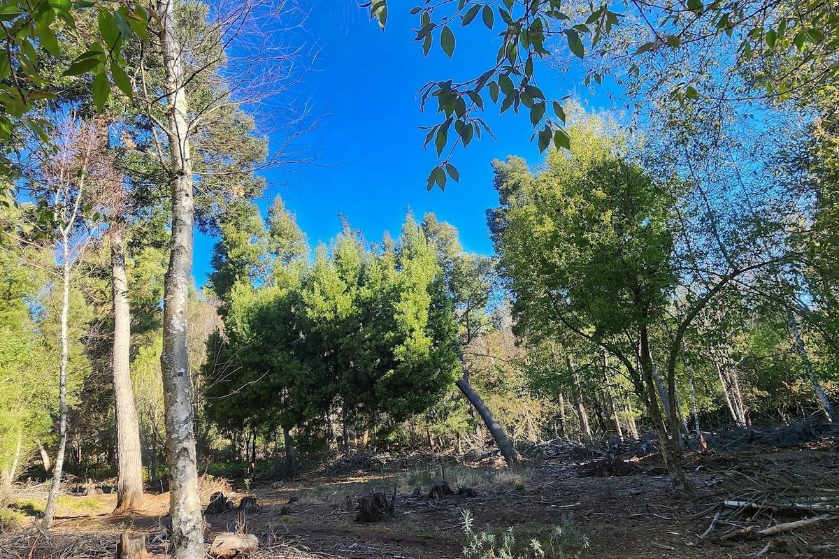 A view of a wooded residential plot featuring mature trees and natural vegetation, offering a serene and private setting for potential development.
