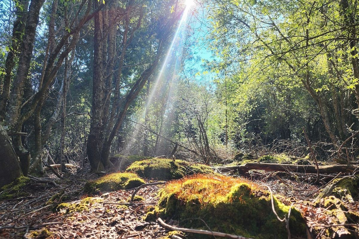 A natural, wooded area featuring mature trees and mossy ground cover, capturing sunlight filtering through the canopy.