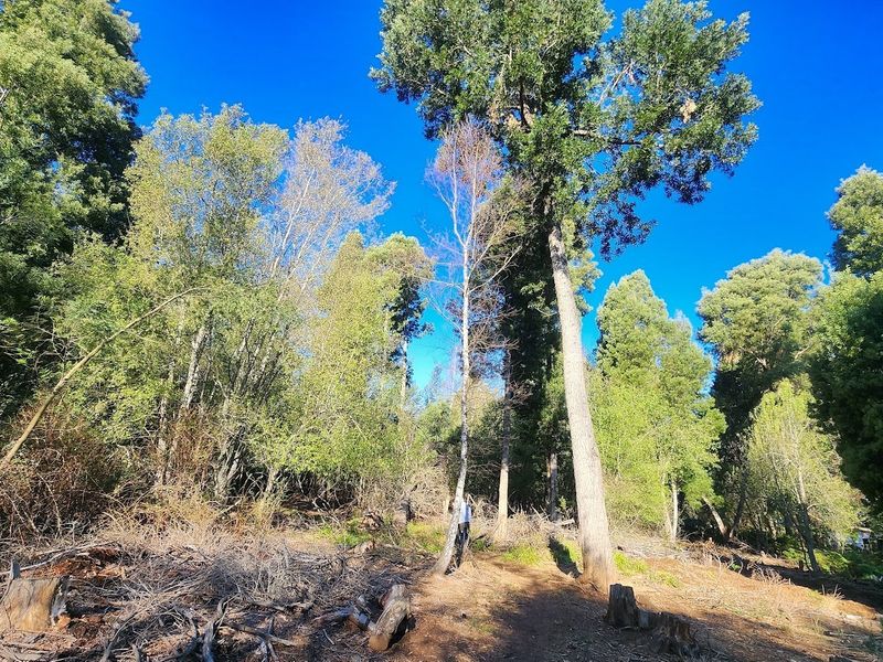 VACANT LAND FOR SALE - HOGSBACK - Photo 9