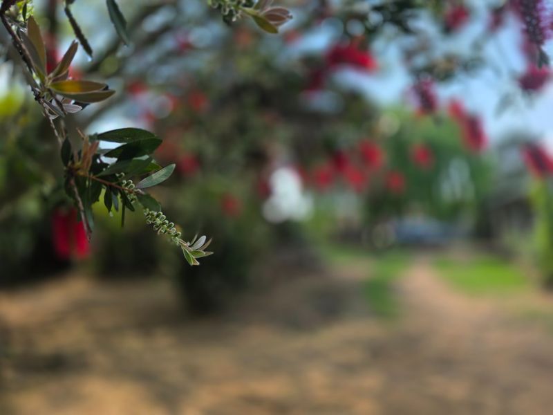 A close-up view of garden foliage with a blurred background showing a pathway and landscaped outdoor area.