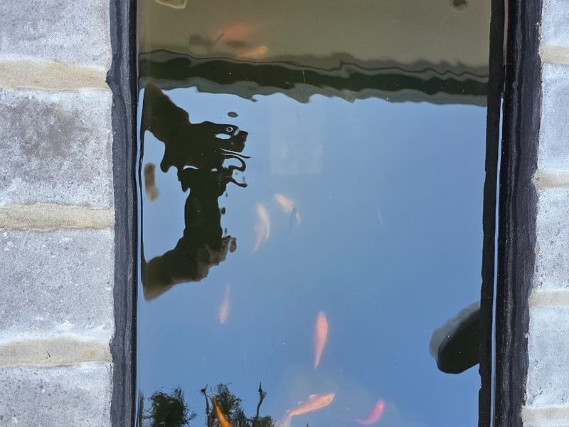 A close-up view of a small water feature or pond framed by brick masonry, featuring fish and reflective surfaces.