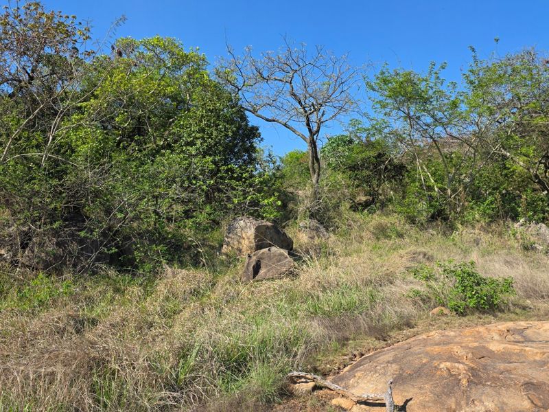 A view of the natural, undeveloped residential land featuring indigenous trees, wild grasses, and large natural rock formations.