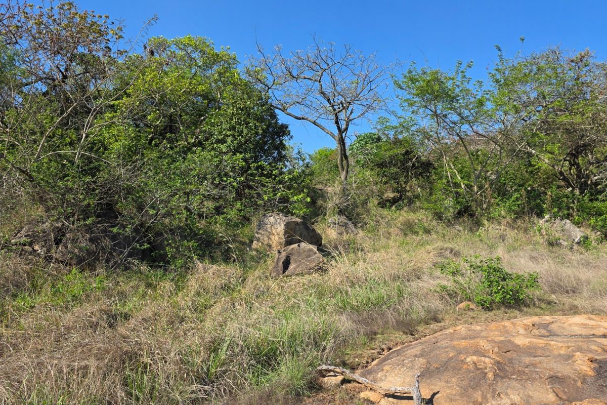 A view of the natural, undeveloped residential land featuring indigenous trees, wild grasses, and large natural rock formations.