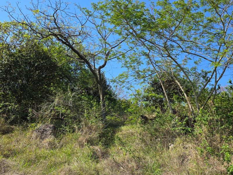 A view of a sloped residential plot featuring mature trees, natural vegetation, and exposed rock formations.