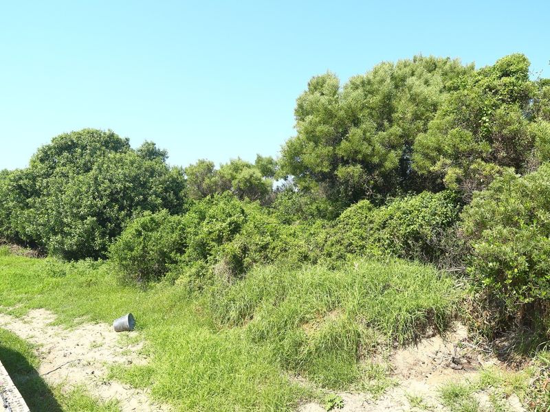 A view of a vacant residential plot featuring natural vegetation and grass cover.